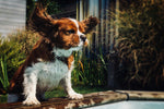Load image into Gallery viewer, All Weather Calm-Walking Bundle Collar & Lead - SAVE 10%