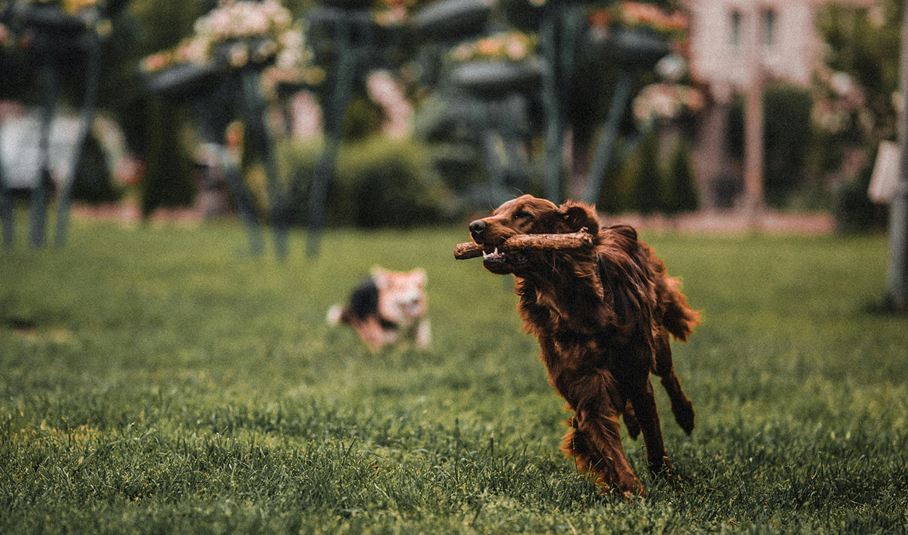 Navigating Dog Parks: Are they Right for your Dog?