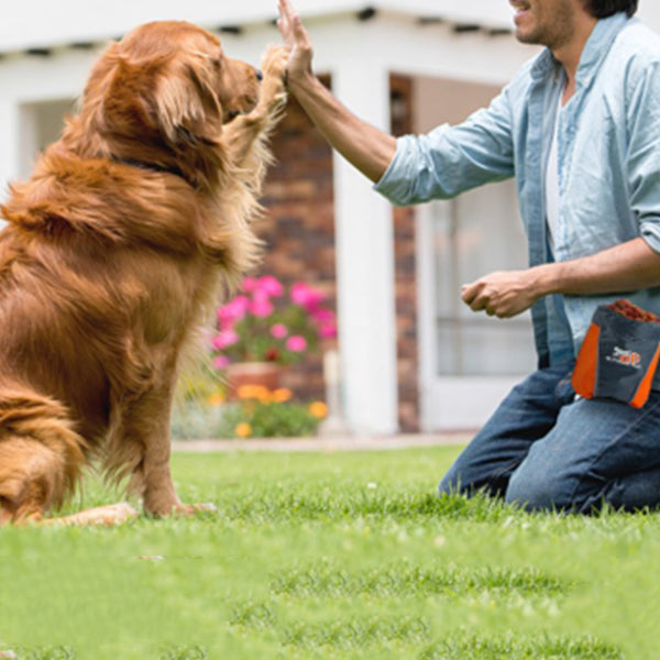 Dog Training Equipment
