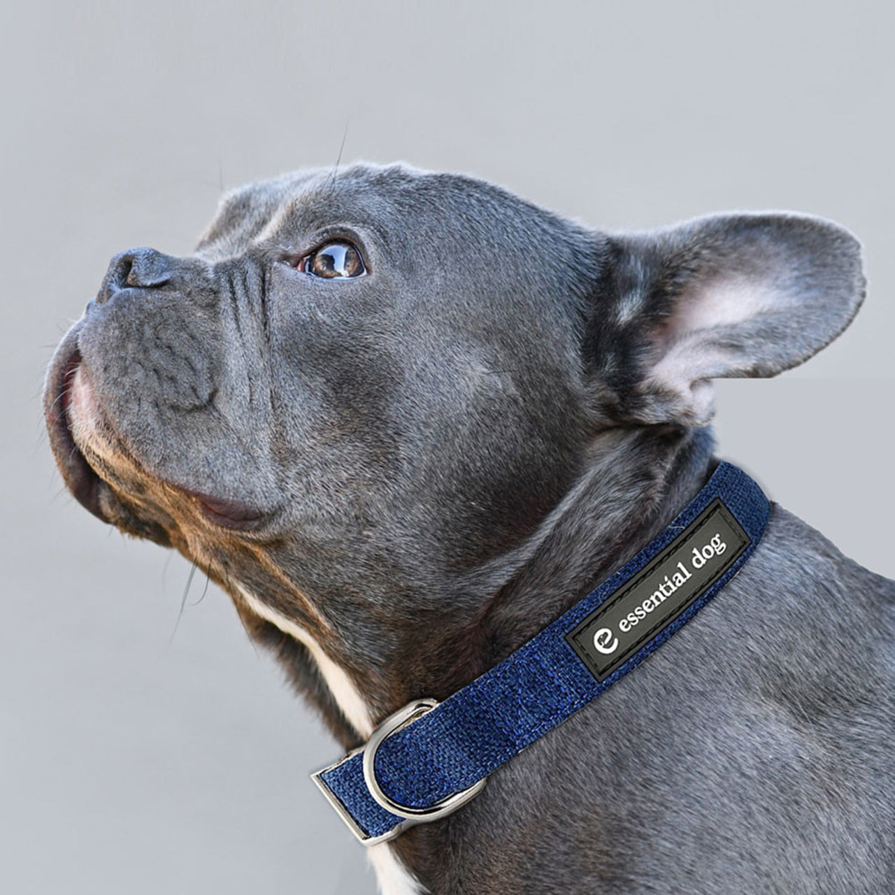 Every Day Collars, Harnesses and Leads