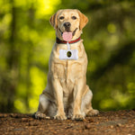 Load image into Gallery viewer, LIVINGTODAY Pet Dog Poop Dispenser and 45 Biodegradable Unscented Waste Bags
