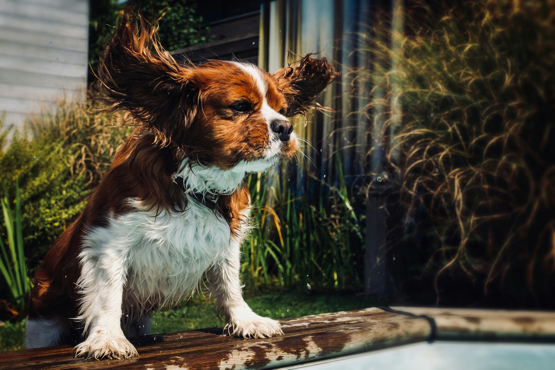 All Weather Calm-Walking Bundle Collar & Lead - SAVE 10%