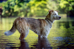 Load image into Gallery viewer, All Weather Calm-Walking Bundle Collar &amp; Lead - SAVE 10%