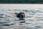 Load image into Gallery viewer, All Weather Calm-Walking Bundle Collar &amp; Lead - SAVE 10%