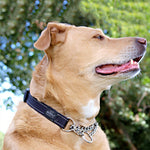 Load image into Gallery viewer, Adjustable Control &amp; Comfort Lead &amp; Collar Bundle - Save 10%